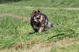 CHIEN FINNOIS DE LAPONIE 164